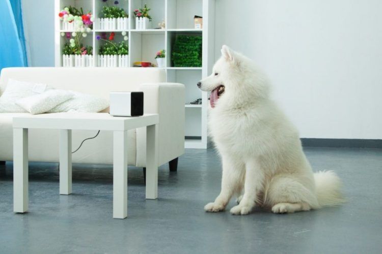 petcube play 7